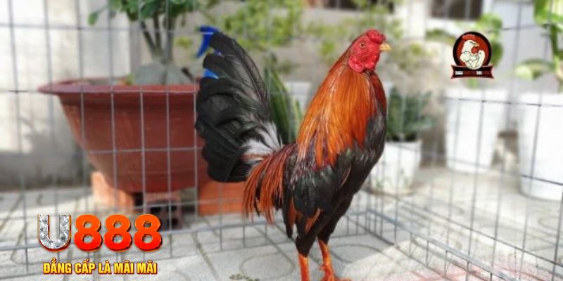 vn68 game máy bay nổ hũ